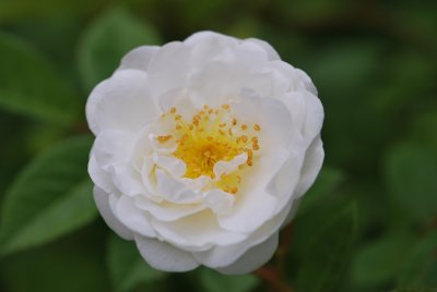 Rosa 'Susan Williams - Ellis' -růže anglická - David Austin, 2001, Anglie - detail květu